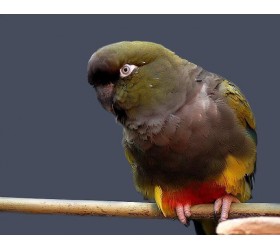 Патагонски папагал